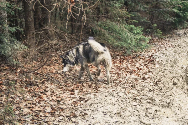 Husky Psa Cestuje Hraje Lese Údolí Vrcholu Hory Ukrajinské Karpaty — Stock fotografie