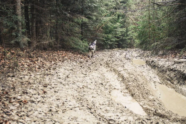 The Husky dog travels and plays in the woods, in the valleys, on the top of the mountain. Ukrainian Carpathian Mountains. Autumn is coming. Little puppy