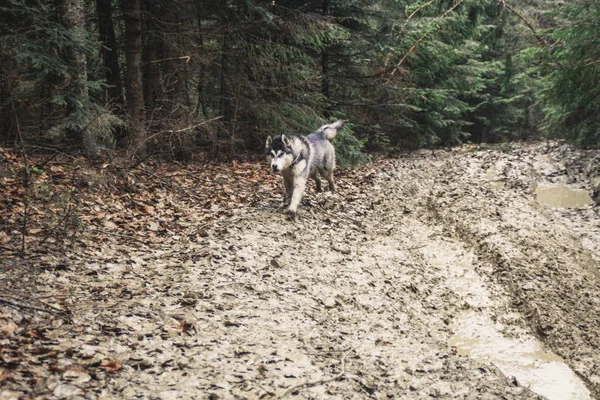 ハスキー犬は 移動し 山の頂上で 森の中で果たしています ウクライナのカルパティア山脈 秋が来ています — ストック写真