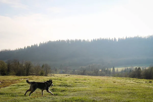 The Husky dog travels and plays in the woods, in the valleys, on the top of the mountain. Ukrainian Carpathian Mountains. Autumn is coming. Little puppy