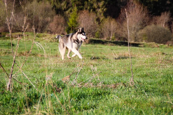Husky köpek seyahat ve vadiler, dağın tepesinde ormanda oynar. Ukraynalı Karpat Dağları. Sonbahar geliyor. Köpek yavrusu