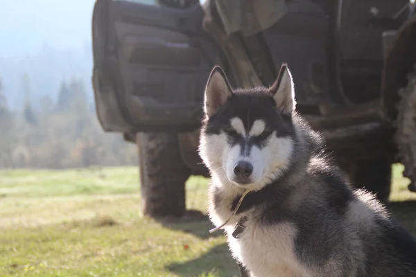 Der Husky Hund Ist Unterwegs Und Spielt Wald Den Tälern — Stockfoto