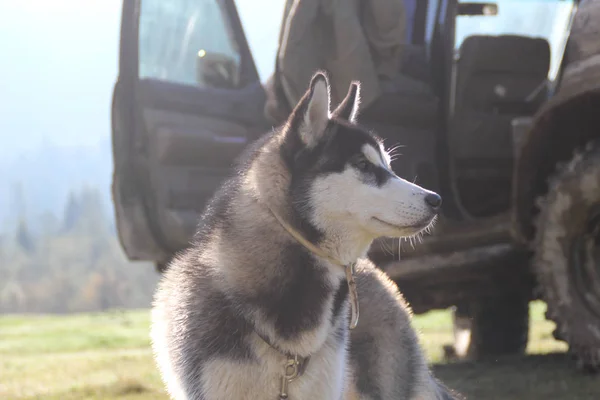 ハスキー犬は 移動し 山の頂上で 森の中で果たしています ウクライナのカルパティア山脈 秋が来ています — ストック写真