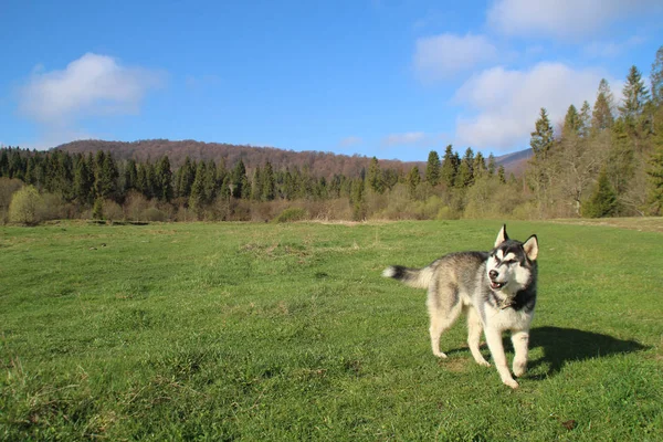ハスキー犬は 移動し 山の頂上で 森の中で果たしています ウクライナのカルパティア山脈 秋が来ています — ストック写真