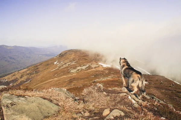 The Husky dog travels and plays in the woods, in the valleys, on the top of the mountain. Ukrainian Carpathian Mountains. Autumn is coming. Little puppy