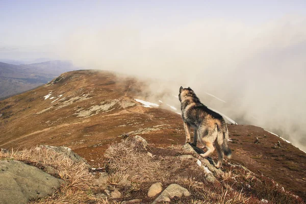 Husky Dog Travels Plays Woods Valleys Top Mountain Ukrainian Carpathian — Stock Photo, Image