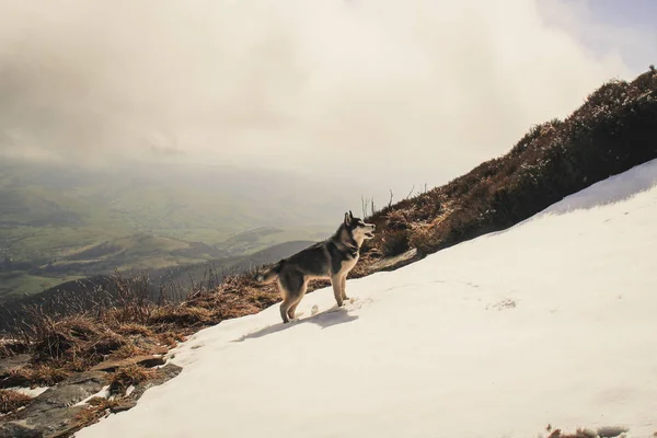 Husky Psa Cestuje Hraje Lese Údolí Vrcholu Hory Ukrajinské Karpaty — Stock fotografie