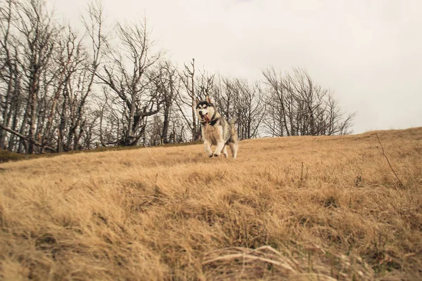 Perro Husky Viaja Juega Bosque Los Valles Cima Montaña Montañas —  Fotos de Stock