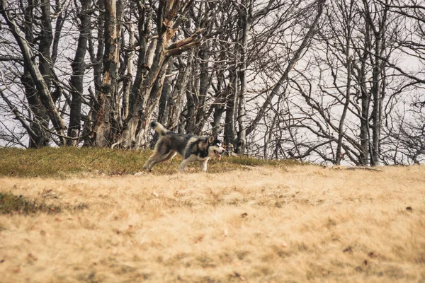 Cane Husky Viaggia Gioca Nei Boschi Nelle Valli Cima Alla — Foto Stock