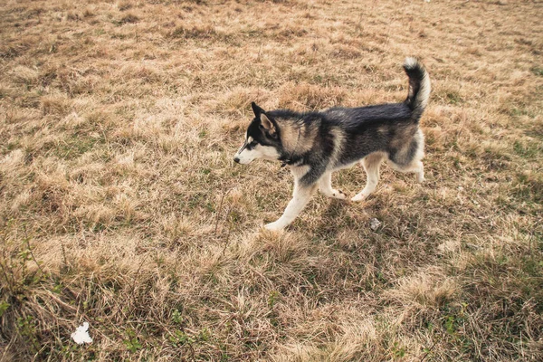 Husky Hunden Reser Och Spelar Skogen Dalarna Toppen Berget Ukrainska — Stockfoto