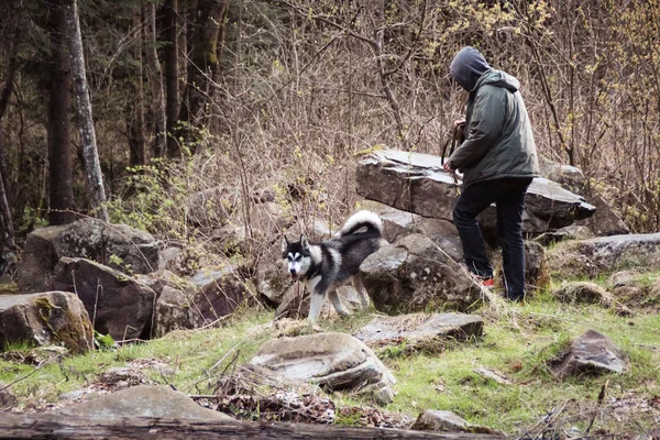 Hombre Juega Con Perro Husky Bosque Montañas Cárpatas Ucranianas Llega —  Fotos de Stock