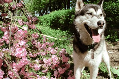 Husky köpek ve sakura ağacı. Husky Ukrayna Karpatlar Uzhhorod şehir seyahat. Köpek ve çiçekler.