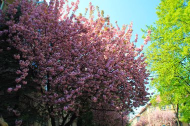 Sakur ağaç. Pembe çiçekler. Uzhhorod şehir. Ukraynalı Karpat Dağları.