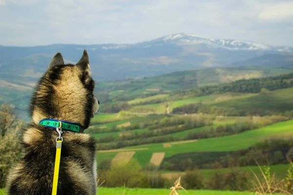 Husky dog in the mountains. Traveling Husky Ukrainian Carpathian Mountains. View from the top of the mountain