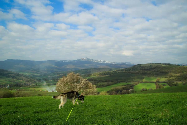 Perro Husky Las Montañas Traveling Husky Ukrainian Carpathian Mountains Inglés —  Fotos de Stock