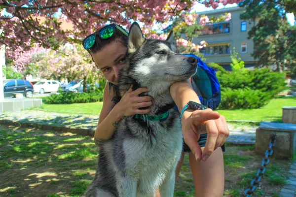 Cão Husky Com Uma Menina Perto Uma Árvore Sakura Viajando — Fotografia de Stock