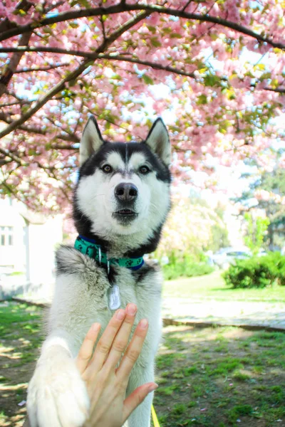 Perro Husky Árbol Sakura Traveling Husky Ciudad Uzhhorod Los Cárpatos —  Fotos de Stock