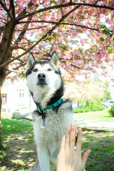 Μεγαλόσωμος Σκύλος Και Sakura Δέντρο Ταξιδεύουν Σκύλος Χάσκεϋ Την Πόλη — Φωτογραφία Αρχείου