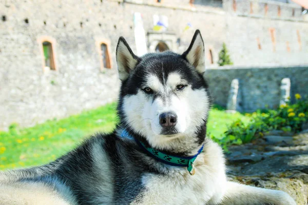 Perro Husky Fondo Del Castillo Uzhgorod Viajando Husky Los Cárpatos —  Fotos de Stock