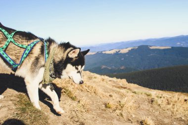 Husky köpek Ukrayna Karpatlar yayılıyor. Dağ gezisi. Sonbahar görünümü orman ve dağlar. Güneş ışığı.