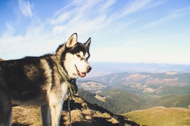 Husky köpek Ukrayna Karpatlar yayılıyor. Dağ gezisi. Sonbahar görünümü orman ve dağlar. Güneş ışığı.