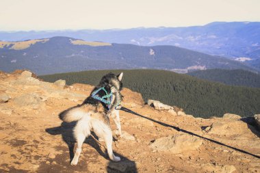 Husky köpek Ukrayna Karpatlar yayılıyor. Dağ gezisi. Sonbahar görünümü orman ve dağlar. Güneş ışığı.