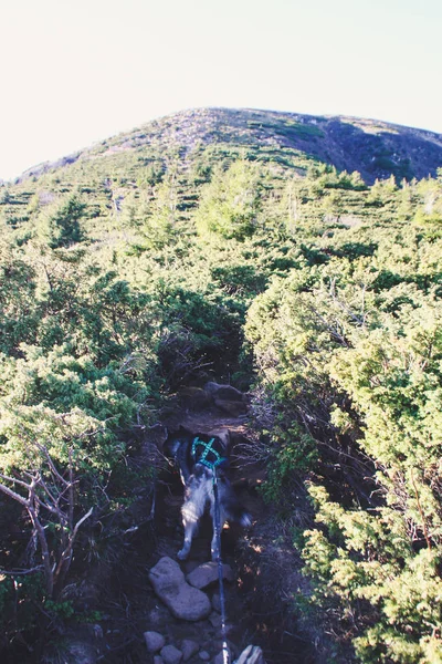 Husky Perro Viaja Los Cárpatos Ucranianos Viaje Montaña Vista Otoñal —  Fotos de Stock