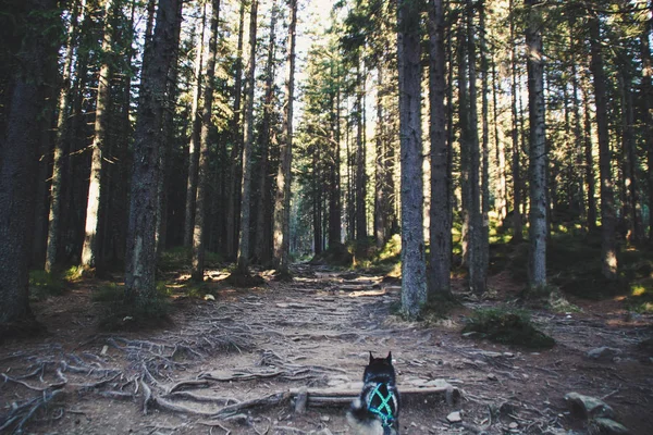 Husky Dog Travels Ukrainian Carpathians Mountain Trip Autumn View Mountains — Stock Photo, Image