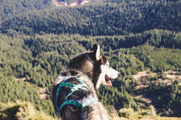 Husky Dog Viaja Para Cárpatos Ucranianos Viagem Montanha Vista Outono — Fotografia de Stock