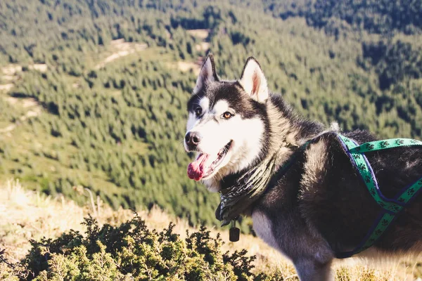 Husky Dog Travel Ukrainian Carpathians Perjalanan Gunung Pemandangan Musim Gugur — Stok Foto