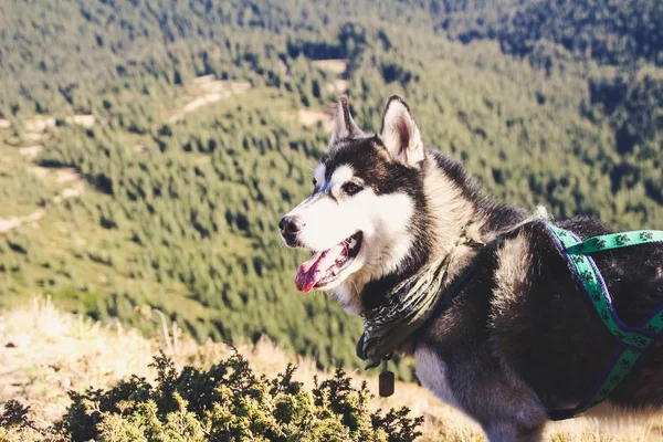 Husky Hond Reist Naar Oekraïense Karpaten Berg Reis Herfst Uitzicht — Stockfoto