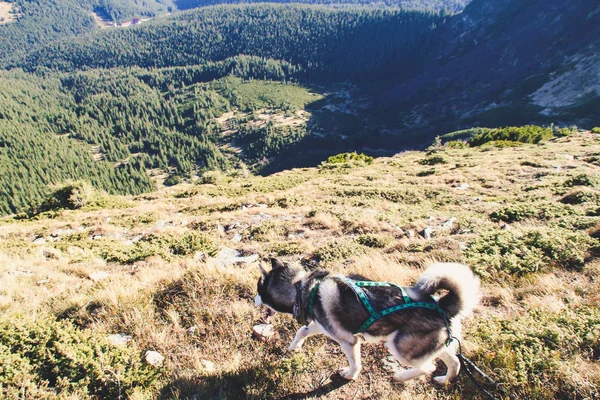 Husky Perro Viaja Los Cárpatos Ucranianos Viaje Montaña Vista Otoñal —  Fotos de Stock