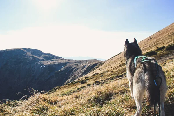 赫斯基犬前往乌克兰喀尔巴泰山脉 山地旅行 秋天的山和森林的看法 — 图库照片