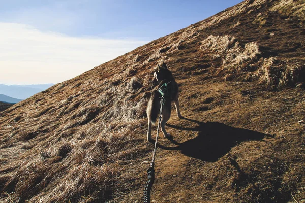 Husky Perro Viaja Los Cárpatos Ucranianos Viaje Montaña Vista Otoñal —  Fotos de Stock