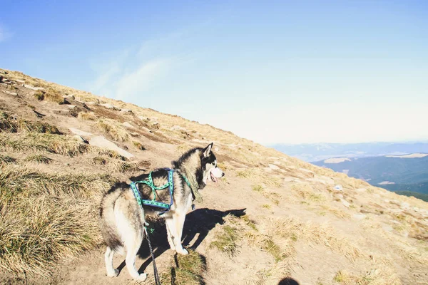 Husky dog travels to the Ukrainian Carpathians. Mountain trip. Autumn view of the mountains and the forest. Sunshine.