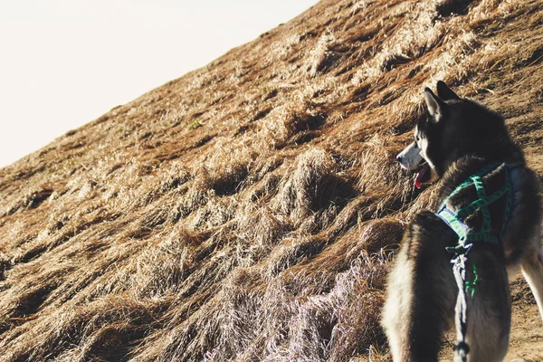 Husky dog travels to the Ukrainian Carpathians. Mountain trip. Autumn view of the mountains and the forest. Sunshine.