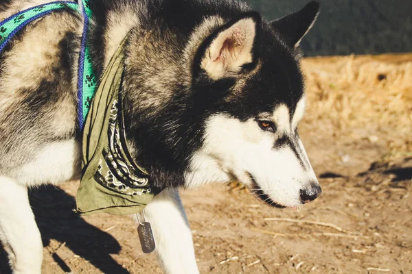 Husky dog travels to the Ukrainian Carpathians. Mountain trip. Autumn view of the mountains and the forest. Sunshine.