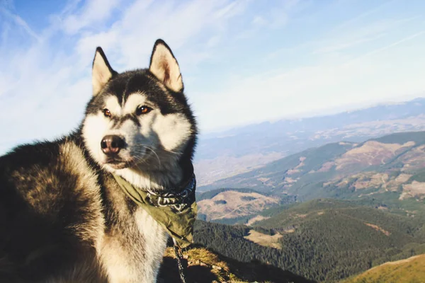 Husky dog travels to the Ukrainian Carpathians. Mountain trip. Autumn view of the mountains and the forest. Sunshine.