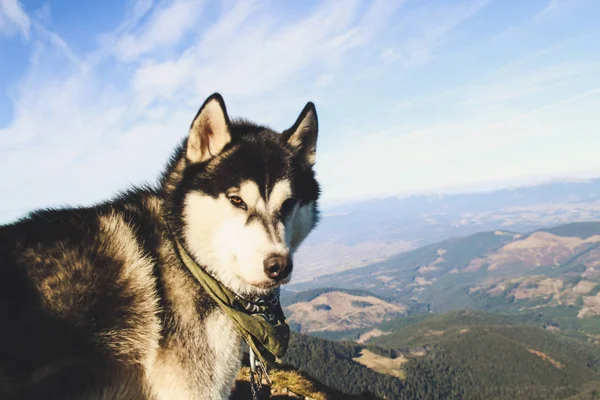 Husky Perro Viaja Los Cárpatos Ucranianos Viaje Montaña Vista Otoñal —  Fotos de Stock