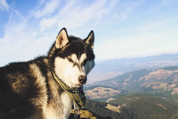 Husky dog travels to the Ukrainian Carpathians. Mountain trip. Autumn view of the mountains and the forest. Sunshine.