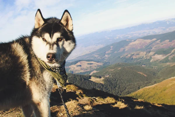 Husky dog travels to the Ukrainian Carpathians. Mountain trip. Autumn view of the mountains and the forest. Sunshine.