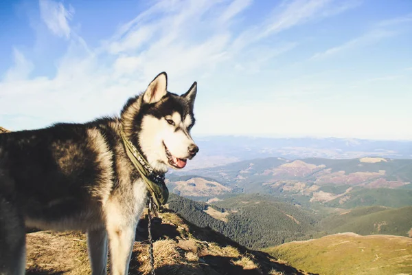 Husky Perro Viaja Los Cárpatos Ucranianos Viaje Montaña Vista Otoñal —  Fotos de Stock