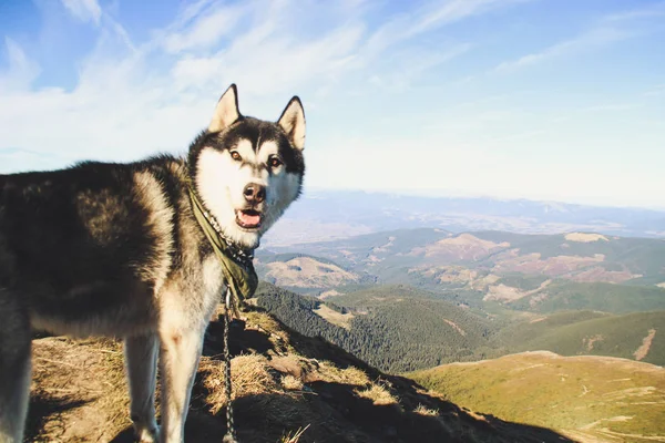 Husky dog travels to the Ukrainian Carpathians. Mountain trip. Autumn view of the mountains and the forest. Sunshine.