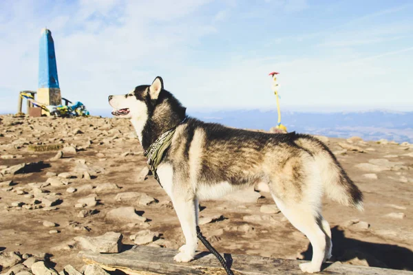 Husky Perro Viaja Los Cárpatos Ucranianos Viaje Montaña Vista Otoñal — Foto de Stock