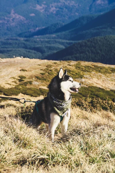 Husky dog travels to the Ukrainian Carpathians. Mountain trip. Autumn view of the mountains and the forest. Sunshine.