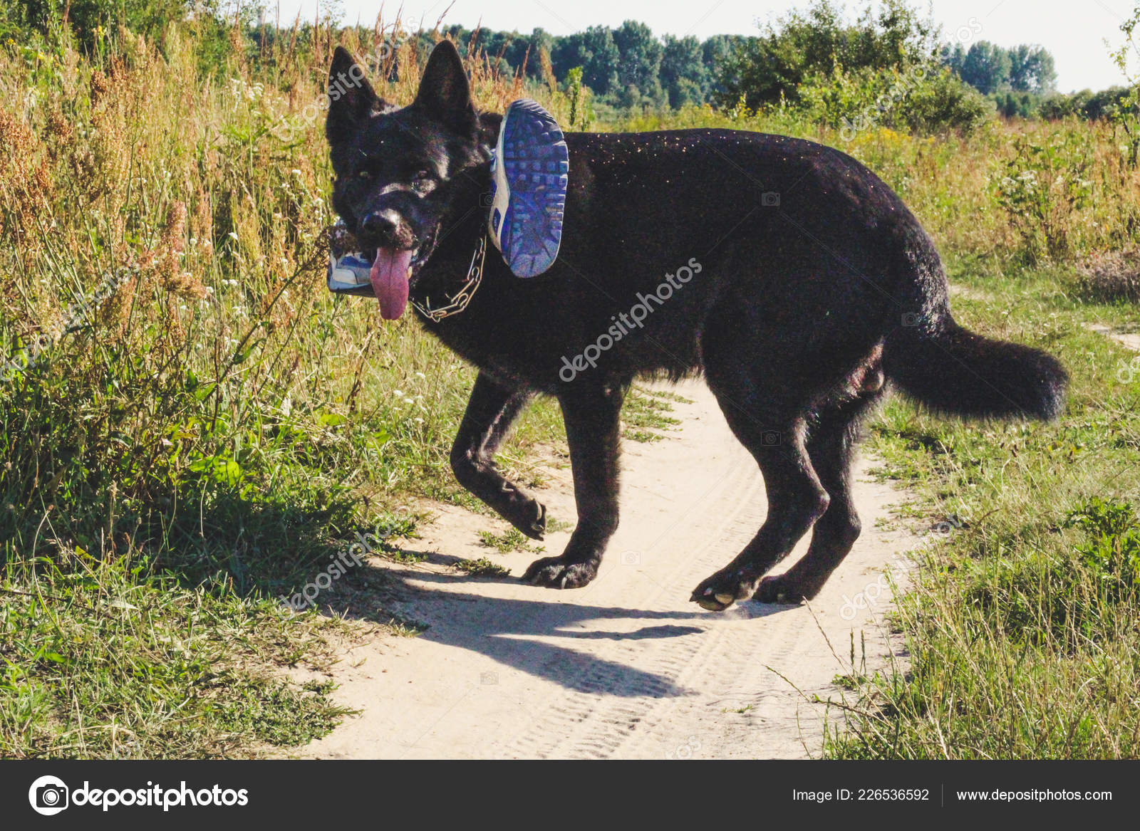 belgian hunting dog