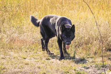 Siyah Alman çoban köpeği alanına yürüyor. Avcılık üzerinde kurt. Sonbahar ormanda siyah Belçika köpek.