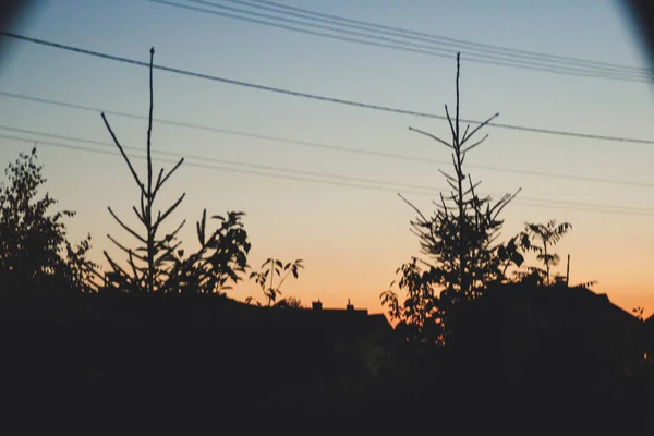 Sonbahar Günbatımı Penceresinden Ağaçlar Köknar Ağaçları Siluetleri — Stok fotoğraf