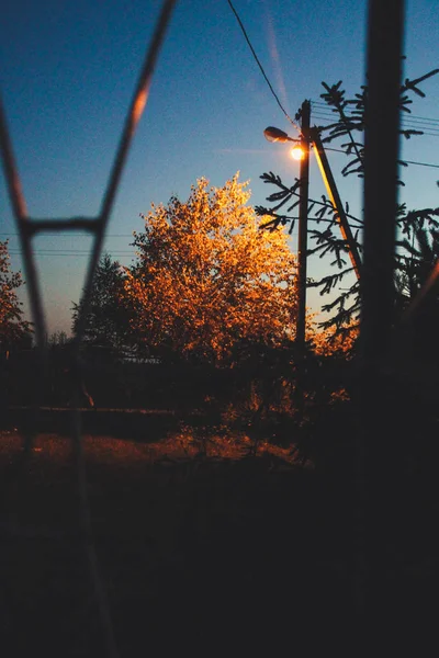 Coucher Soleil Automne Par Fenêtre Silhouettes Arbres Sapins Arbre Aux — Photo