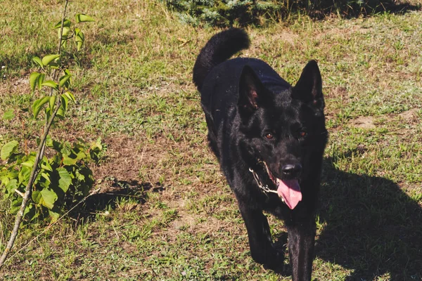 Black German Shepherd dog walks in the field. Wolf on hunting. Black Belgian dog in the autumn forest.